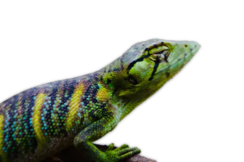 a green and black lizard, Schamanisches Reiki